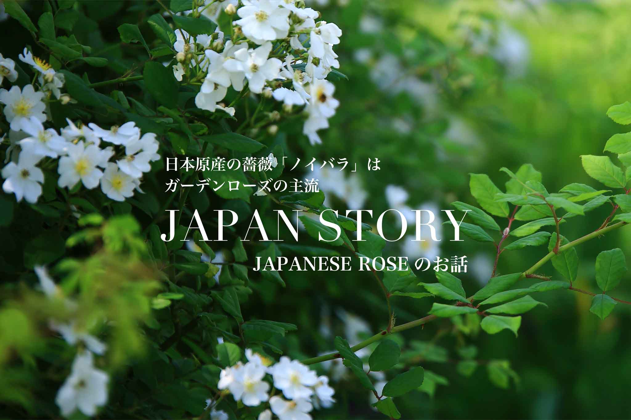 ジャパニーズローズ2連ポスター1