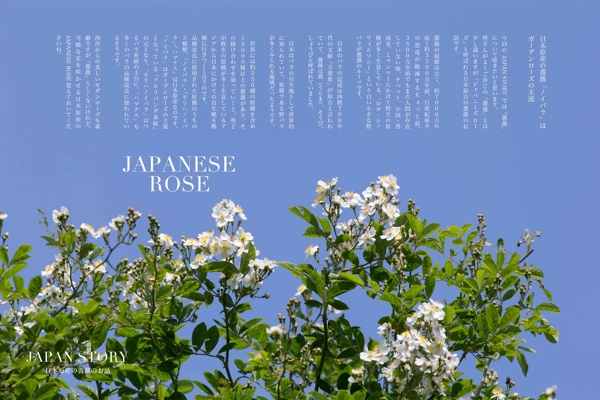 ジャパニーズローズ2連ポスター2